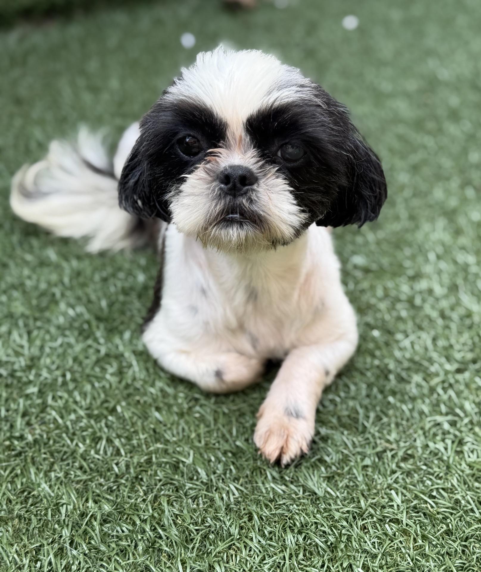 Telly, adopted, Adult Female Shih Tzu.