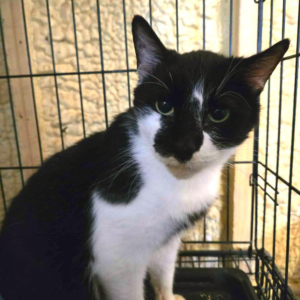 Enlarge Cookie, a Adoptable Domestic Short Hair in Flower Mound, TX image 1/1