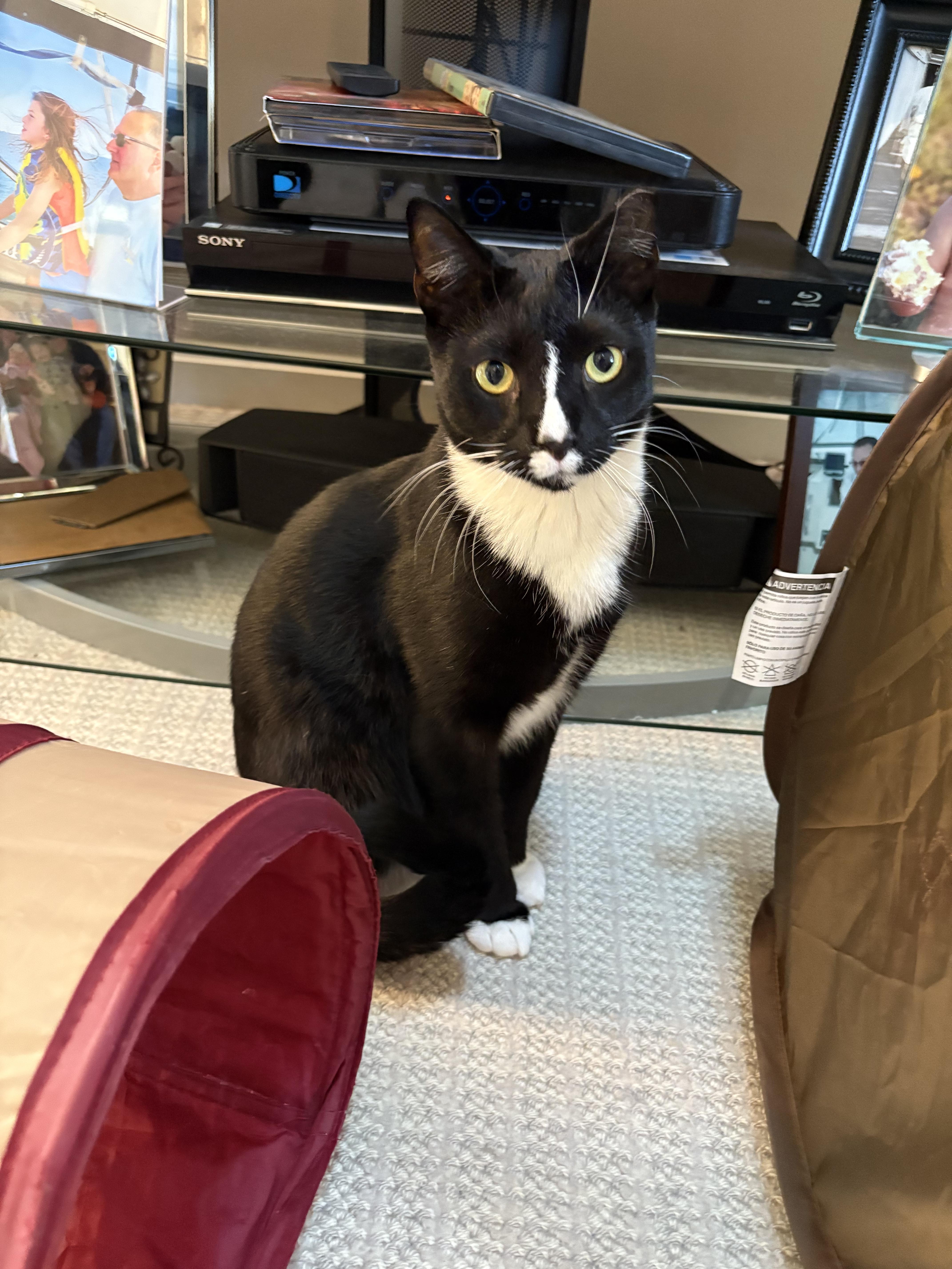 Carlton, Adoptable, Young Male Domestic Short Hair.