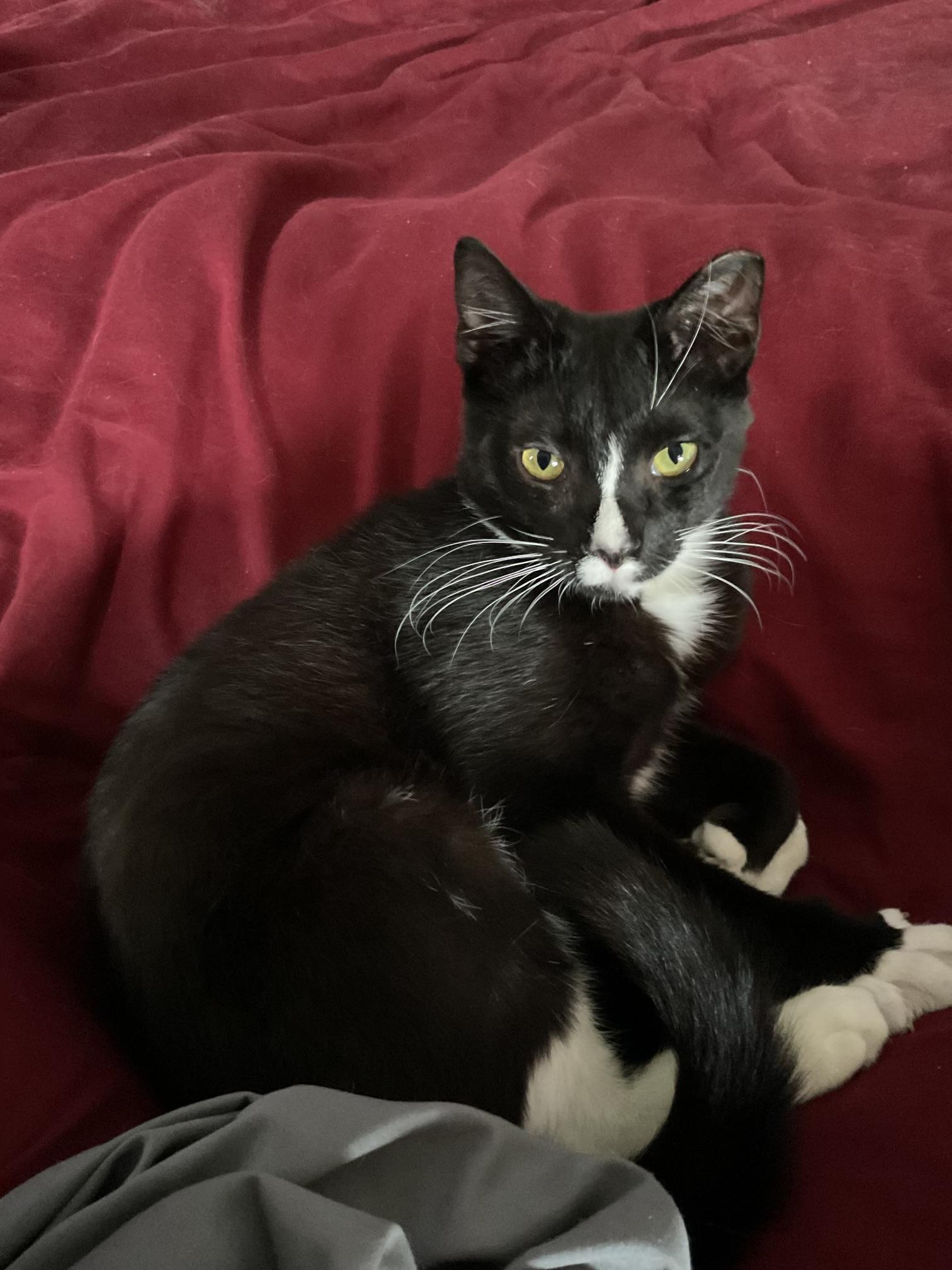 Carlton, a Adoptable Domestic Short Hair in Chesapeake Beach, MD image 4/5