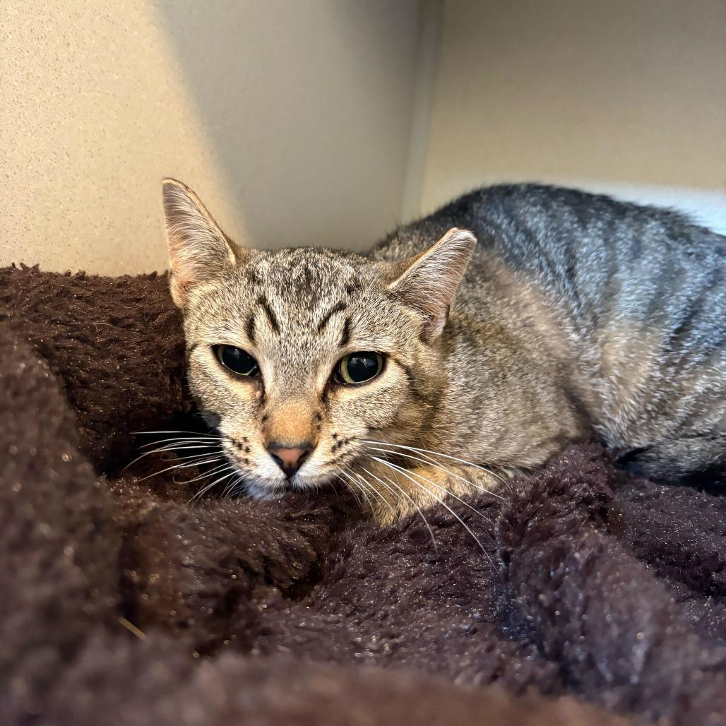 Pixel, Adoptable, Adult Male Domestic Short Hair.