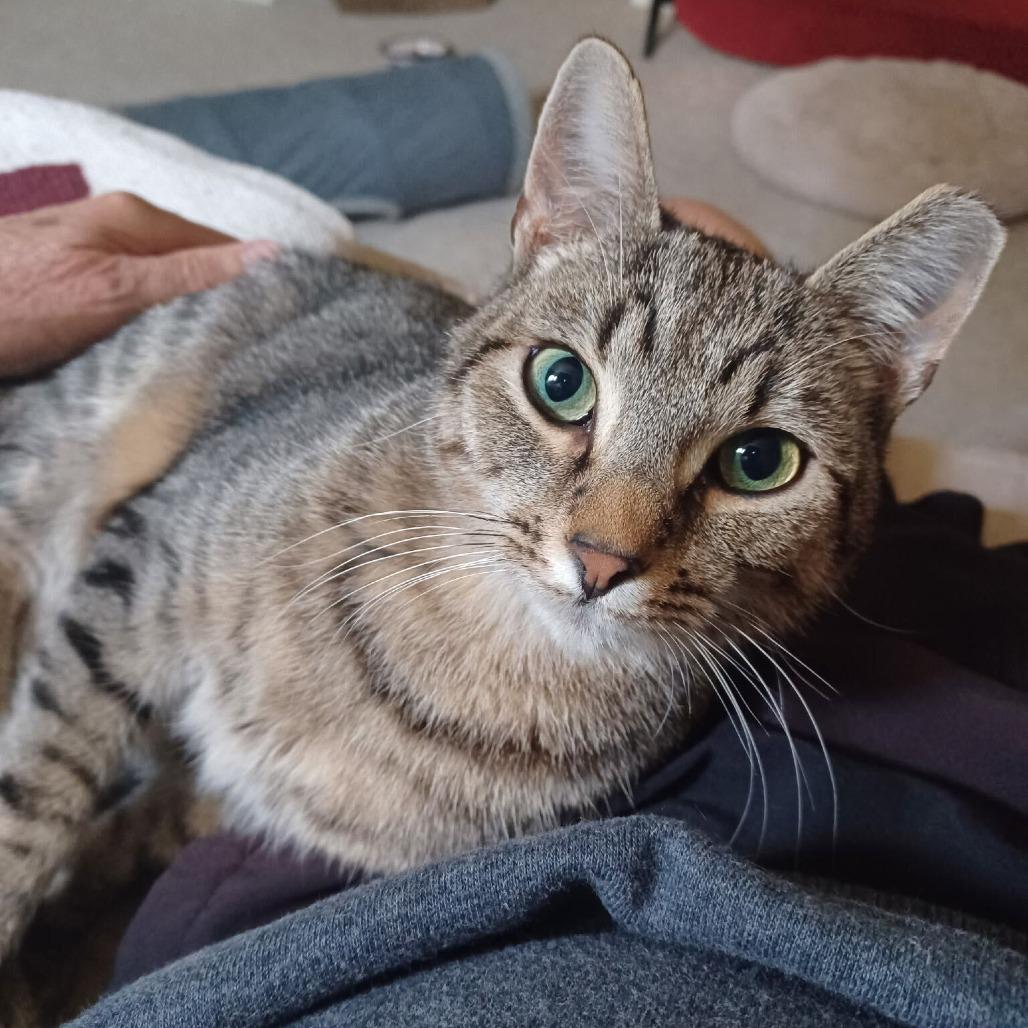 Pixel, Adoptable, Adult Male Domestic Short Hair.