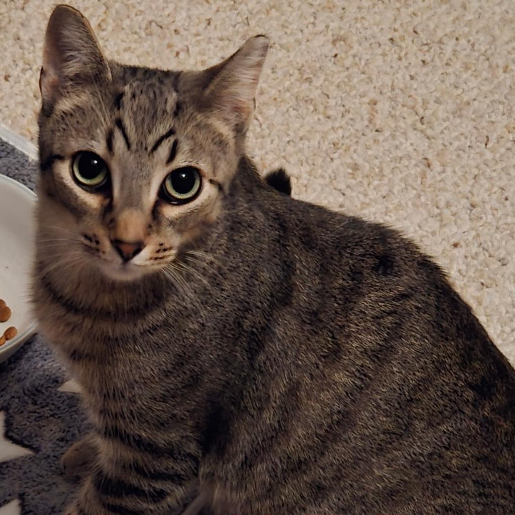 Enlarge Pixel, a Adoptable Domestic Short Hair in Louisville, KY image 2/2