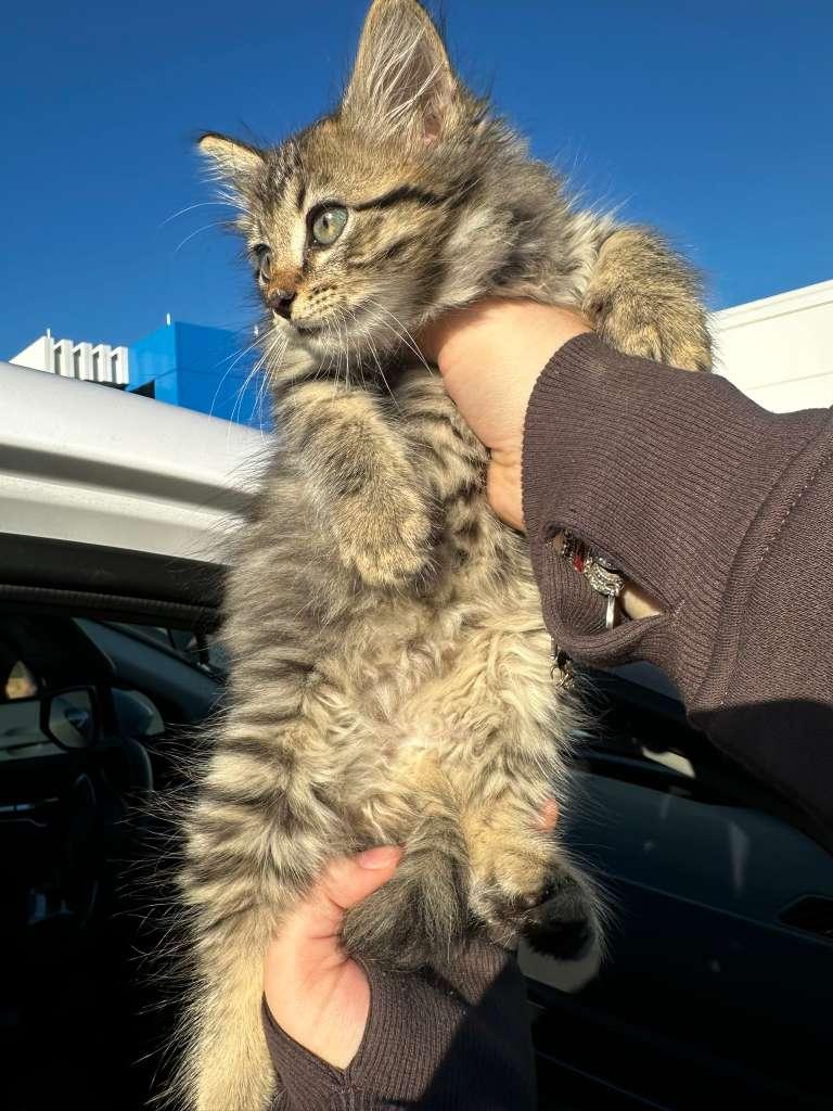 Pennywise thumbnail 2