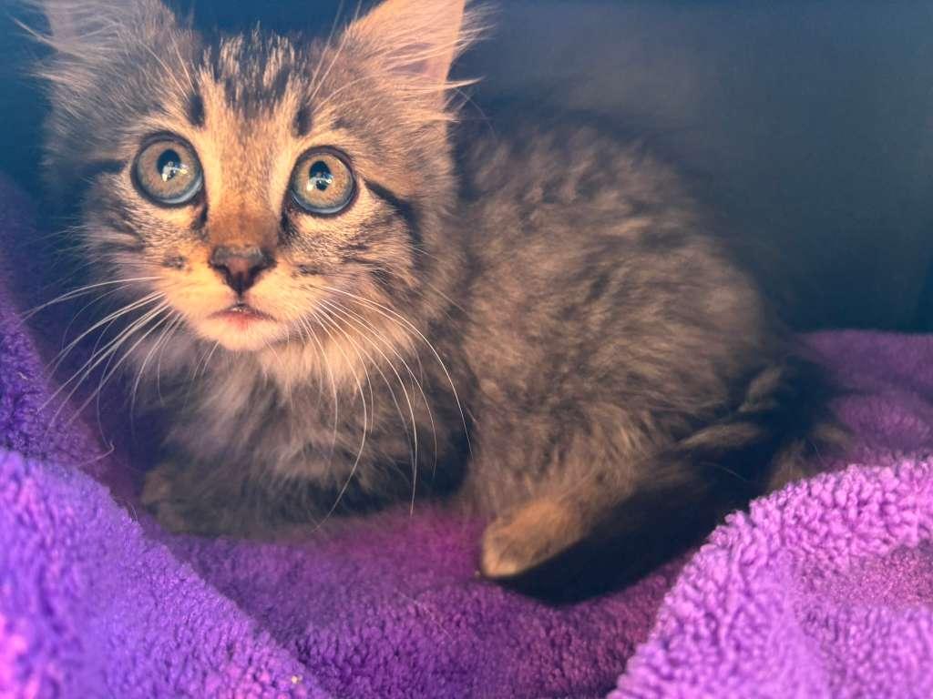 Pennywise thumbnail 4