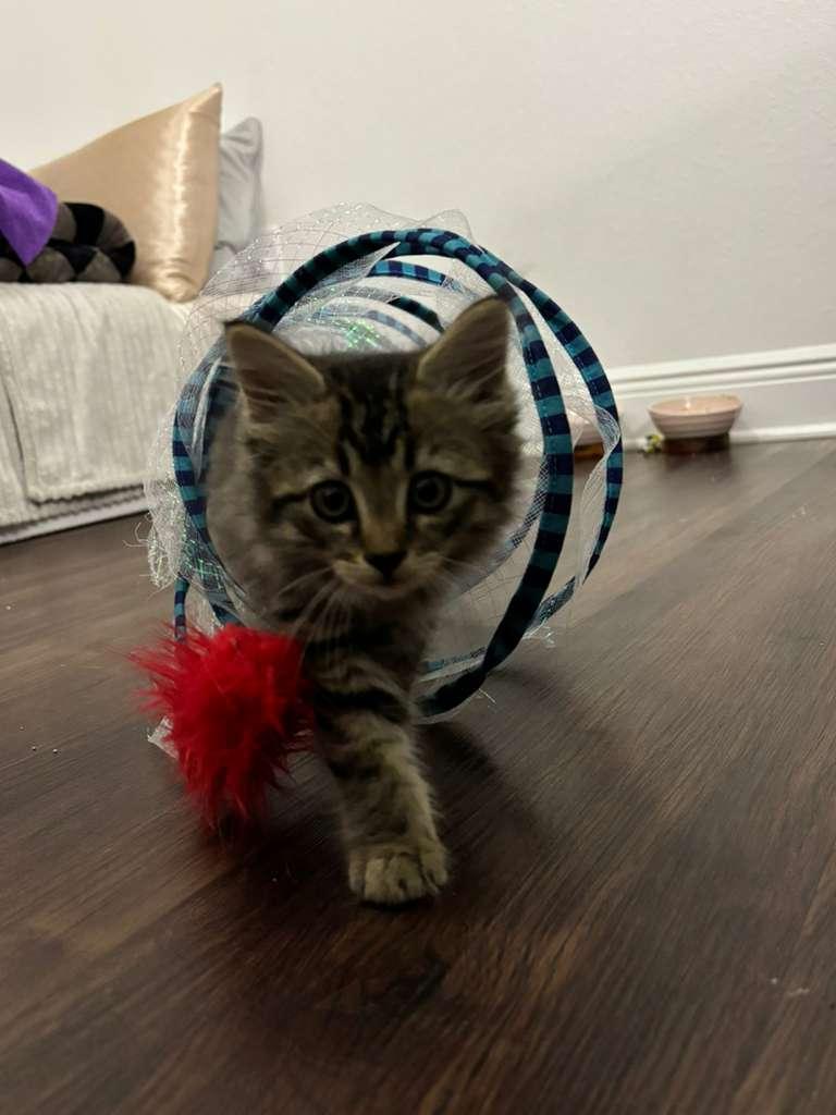 Pennywise thumbnail 3