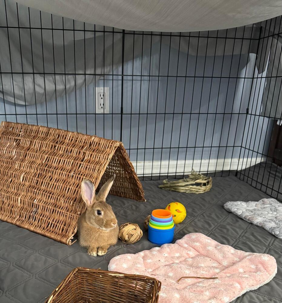 Enlarge Nugget, a Adoptable American in Melbourne, FL image 3/6