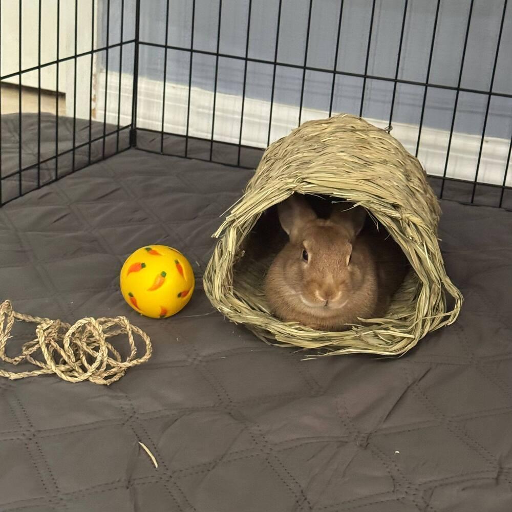 Enlarge Nugget, a Adoptable American in Melbourne, FL image 4/6