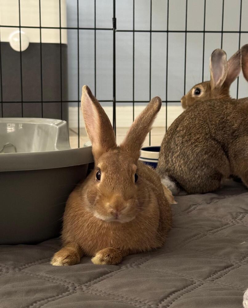 Enlarge Nugget, a Adoptable American in Melbourne, FL image 5/6