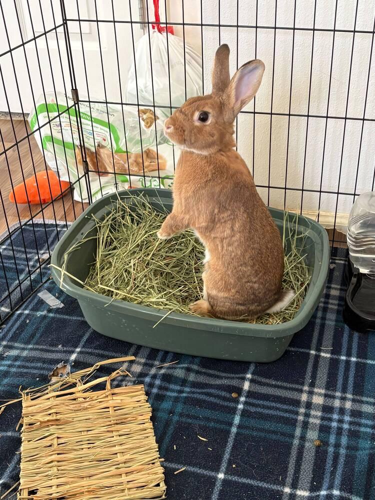 Enlarge Nugget, a Adoptable American in Melbourne, FL image 6/6