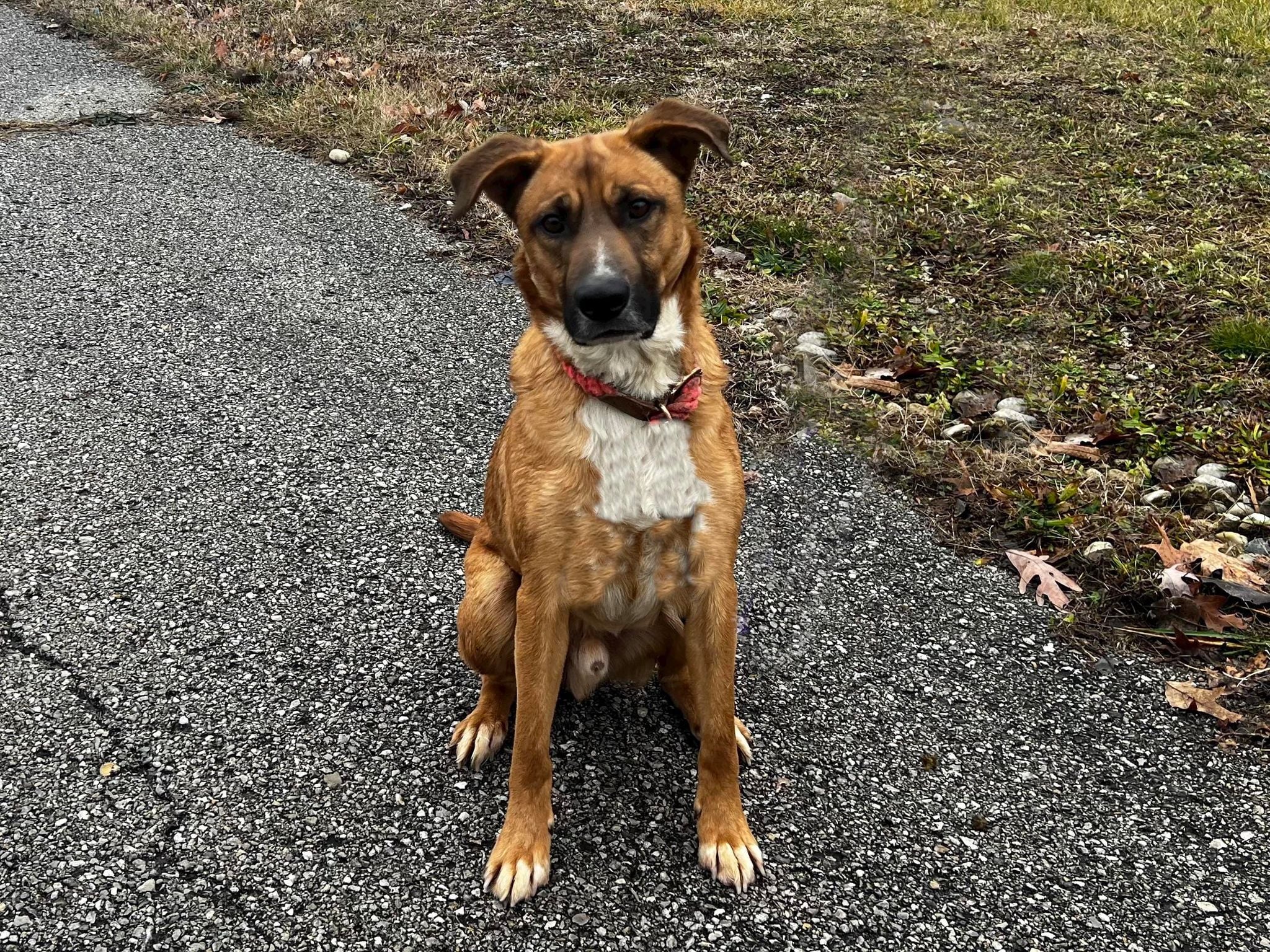 Enlarge Jafar, a Adopted Shepherd in Muncie, IN image 1/1