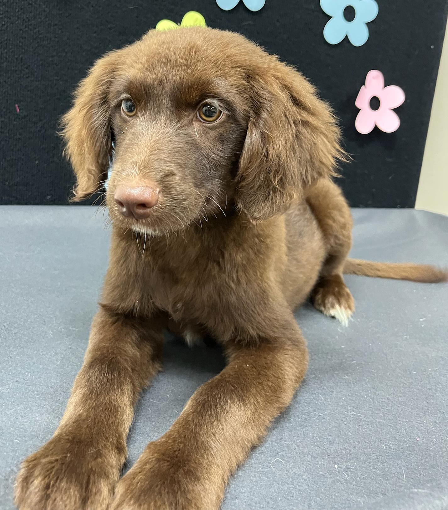 Kenickie, an adoptable Aussiedoodle in Neillsville, WI, 54456 | Photo Image 1