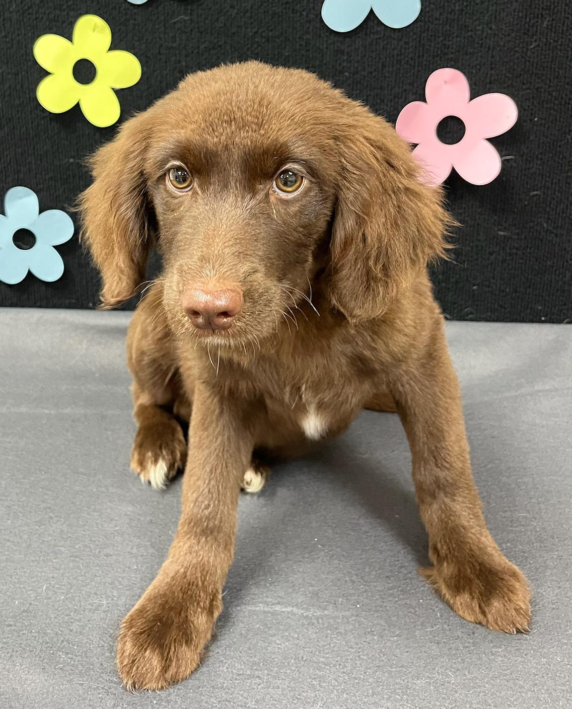 Kenickie, an adoptable Aussiedoodle in Neillsville, WI, 54456 | Photo Image 2