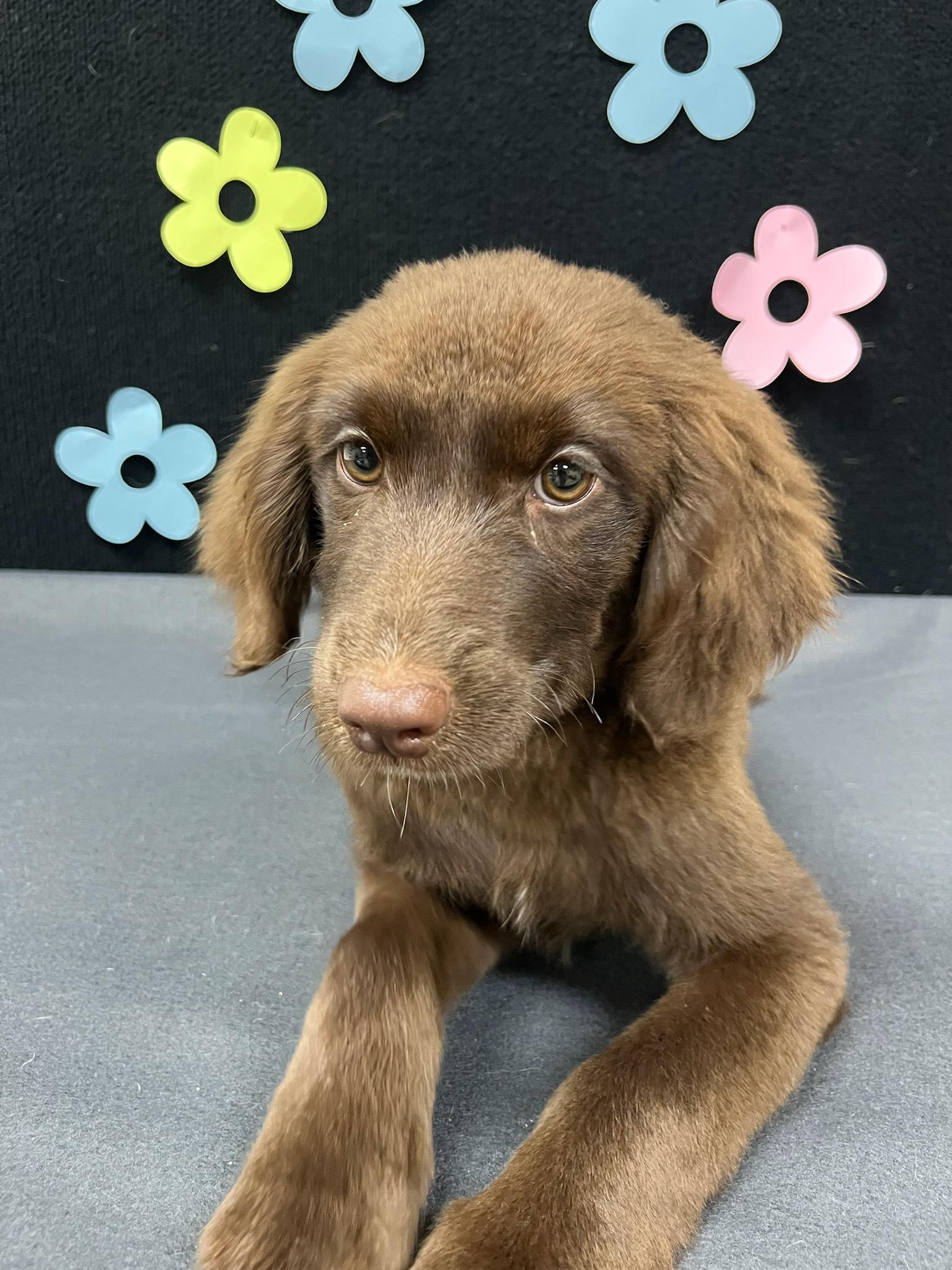 Kenickie, an adoptable Aussiedoodle in Neillsville, WI, 54456 | Photo Image 4