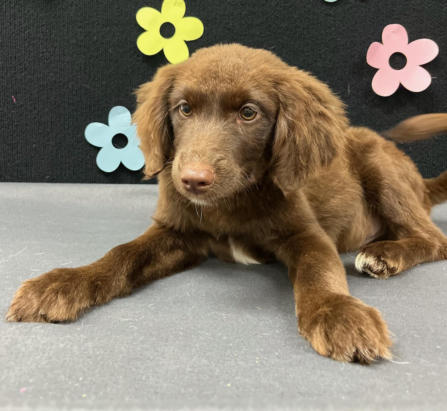 Kenickie, an adoptable Aussiedoodle in Neillsville, WI, 54456 | Photo Image 3
