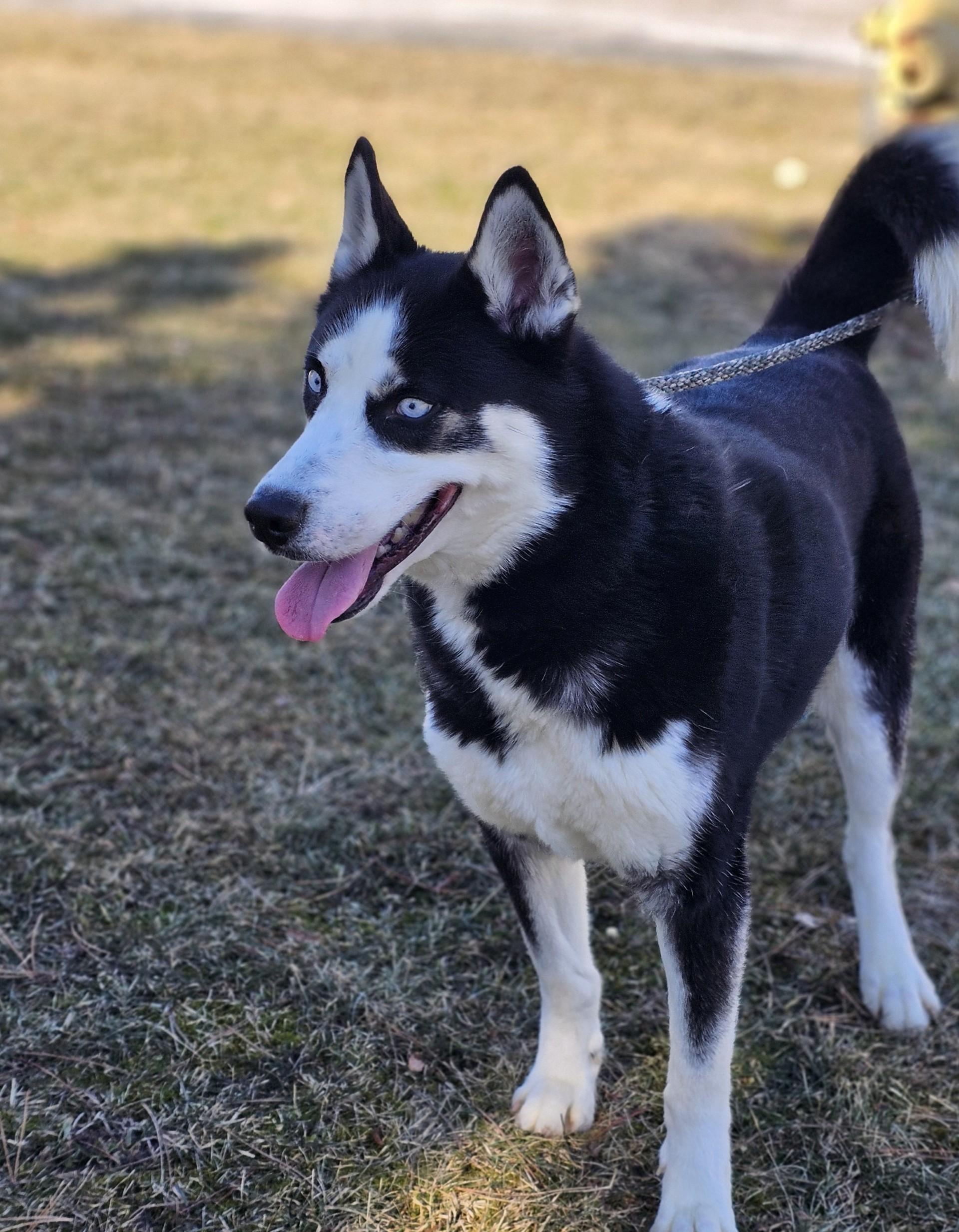 Enlarge Rodeo (Prison) , a ADOPTABLE Siberian Husky in Bay City, MI image 4/6