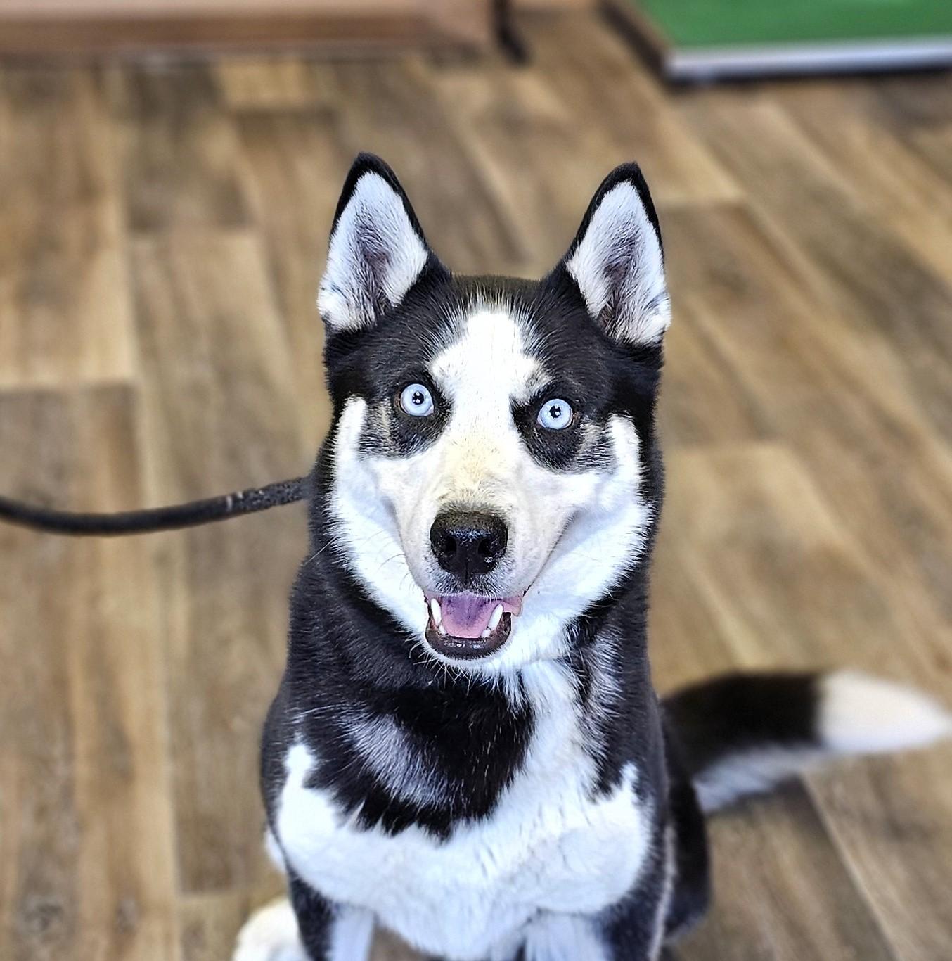 Rodeo, a ADOPTABLE Siberian Husky in Bay City, MI image 1/3