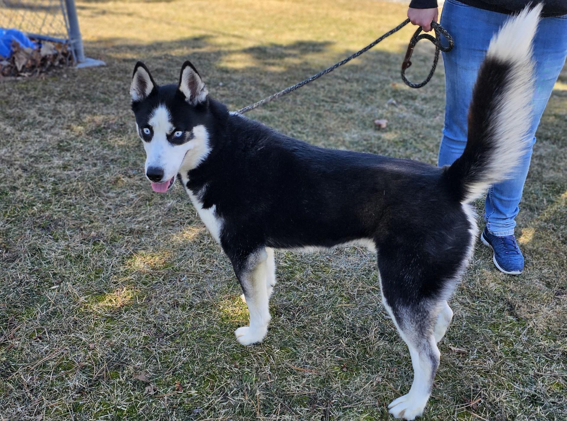 Enlarge Rodeo (Prison) , a ADOPTABLE Siberian Husky in Bay City, MI image 2/6
