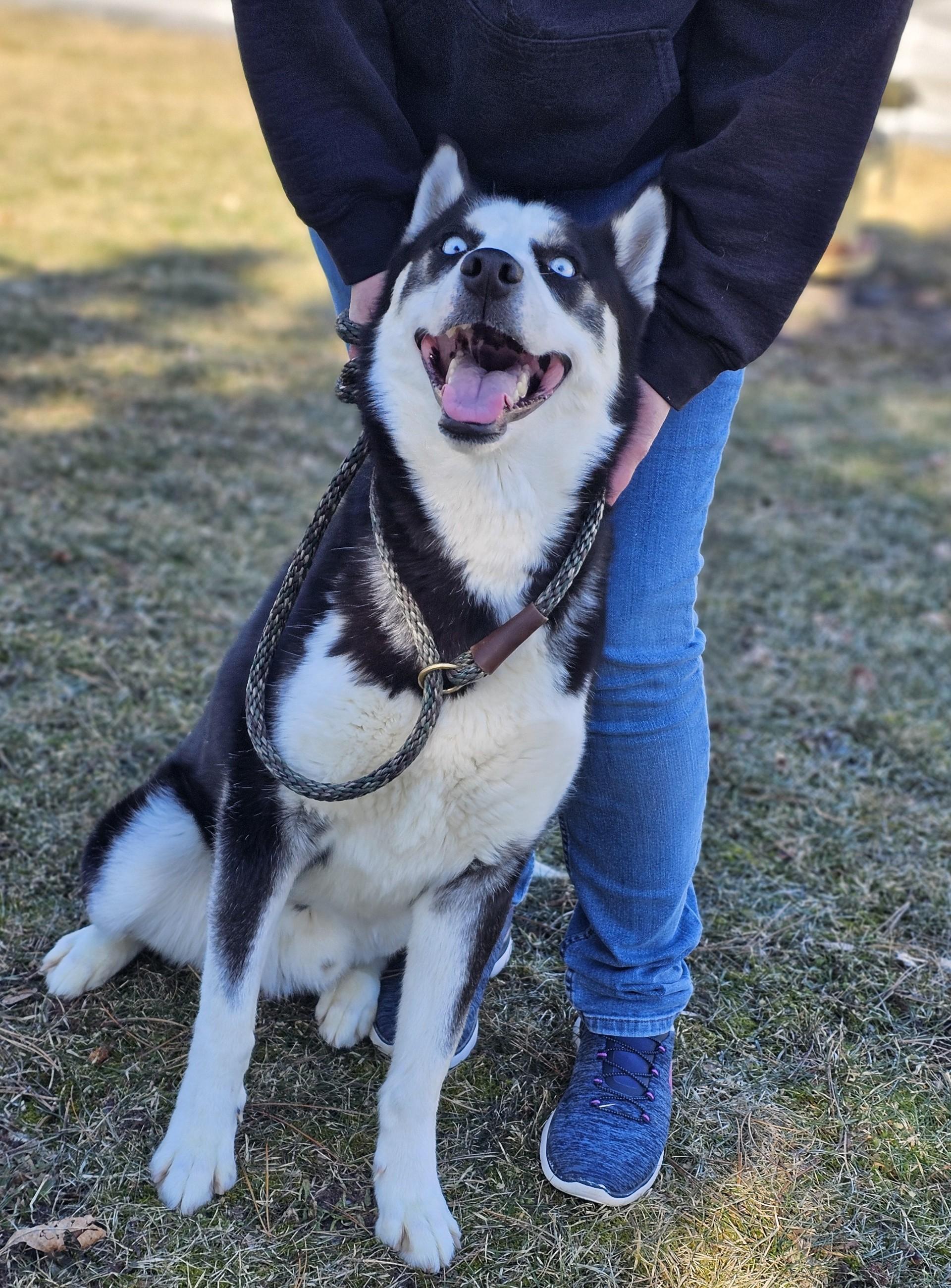 Enlarge Rodeo (Prison) , a ADOPTABLE Siberian Husky in Bay City, MI image 1/6