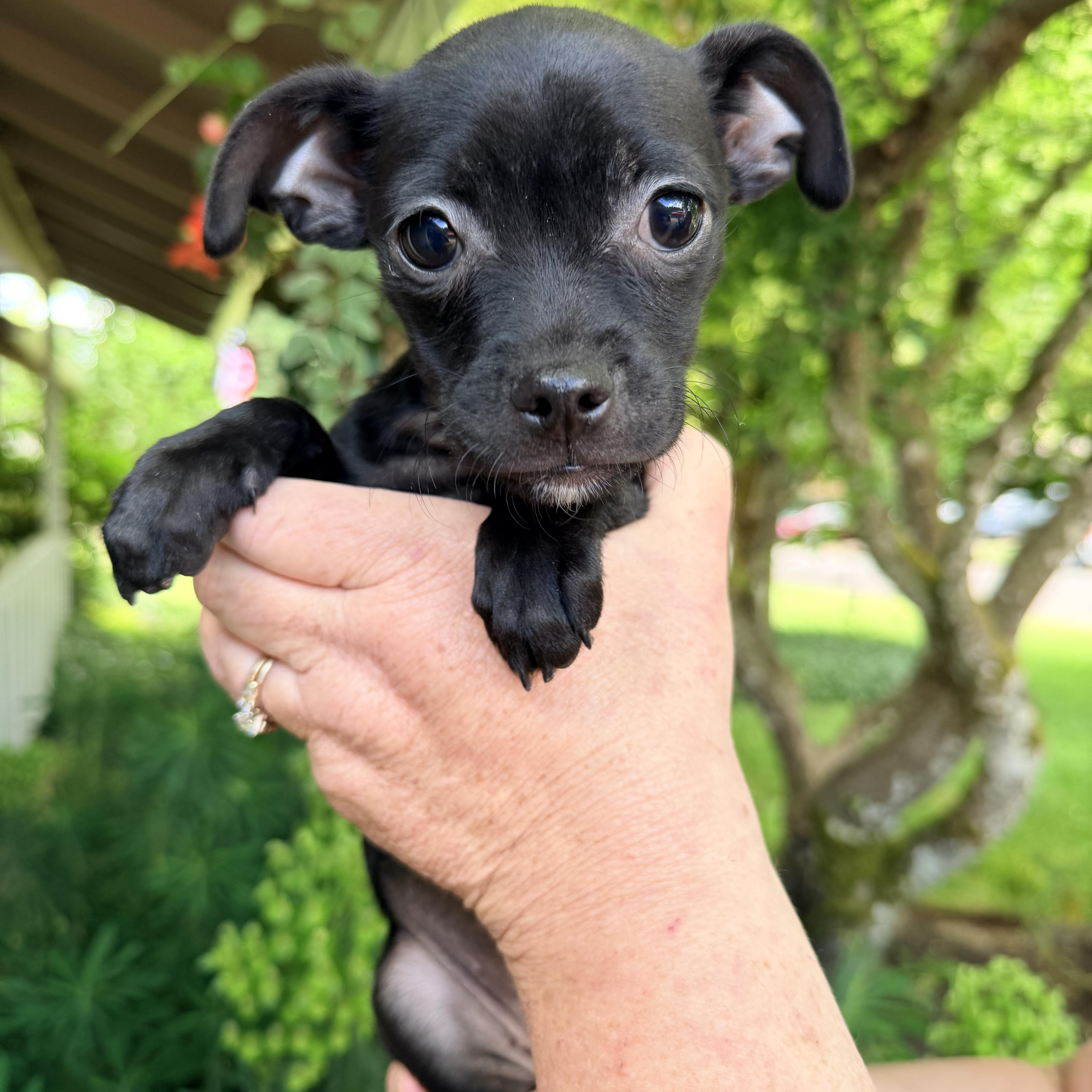 Bashful, adopted, Puppy Female Chihuahua.