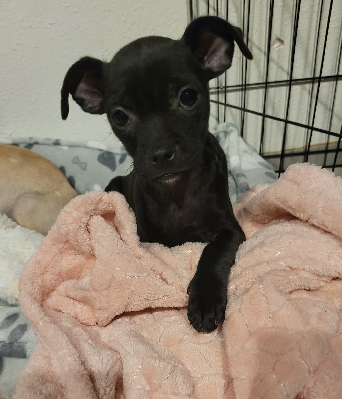Enlarge Bashful, an adopted mixed breed in Beavercreek, OR image 3/6