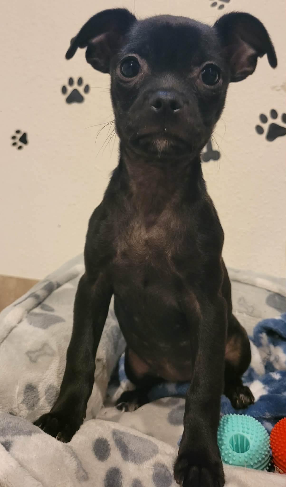 Enlarge Bashful, an adopted mixed breed in Beavercreek, OR image 5/6