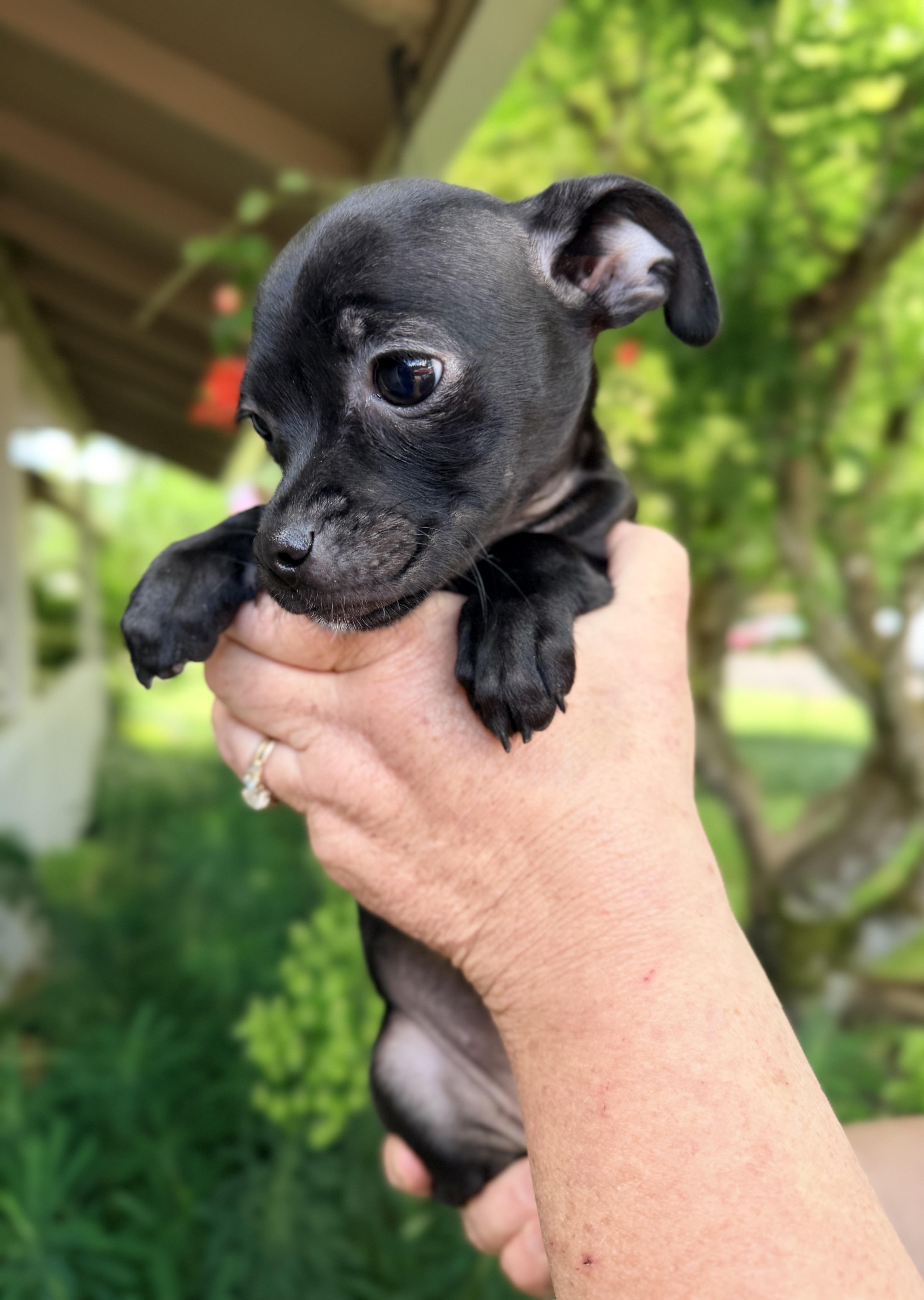 Enlarge Bashful, an adopted mixed breed in Beavercreek, OR image 2/6