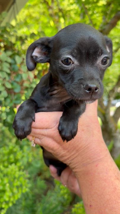 Enlarge Bashful, an adopted mixed breed in Beavercreek, OR video 6/6