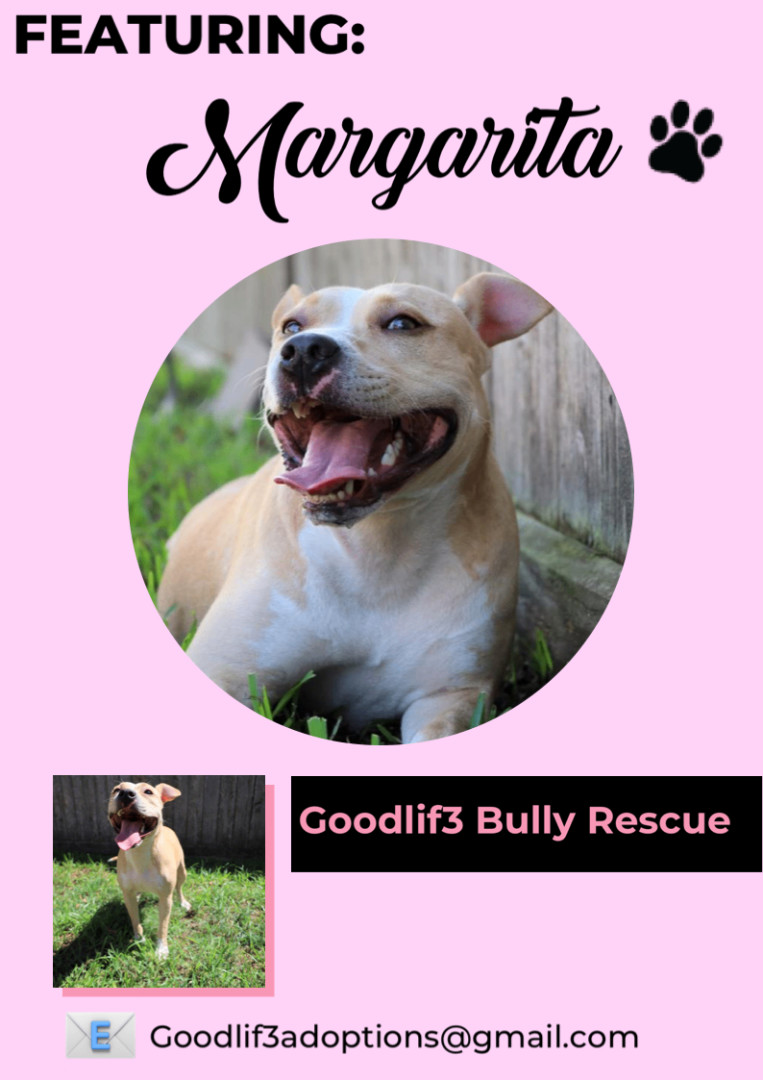 Margs aka Margarita, a Adoptable American Staffordshire Terrier in Tomball, TX image 2/4