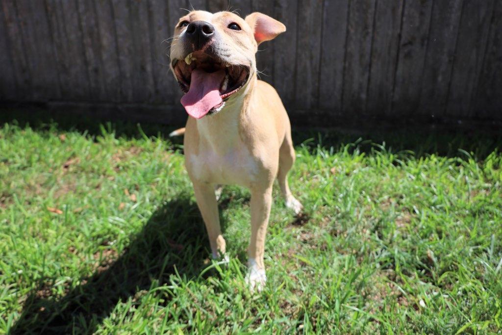 Margs aka Margarita, a Adoptable American Staffordshire Terrier in Tomball, TX image 3/4