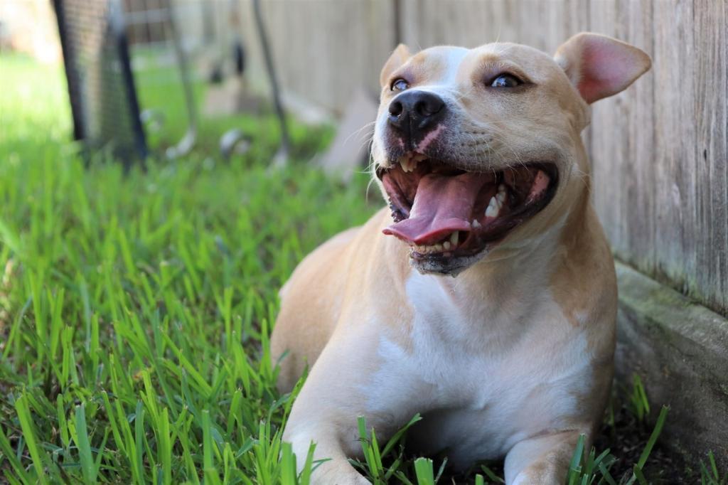 Margs aka Margarita, a Adoptable American Staffordshire Terrier in Tomball, TX image 4/4