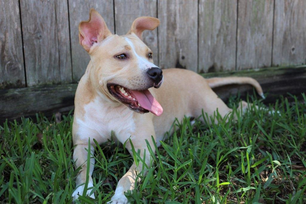 Margs aka Margarita, Adoptable, Adult Female American Staffordshire Terrier.