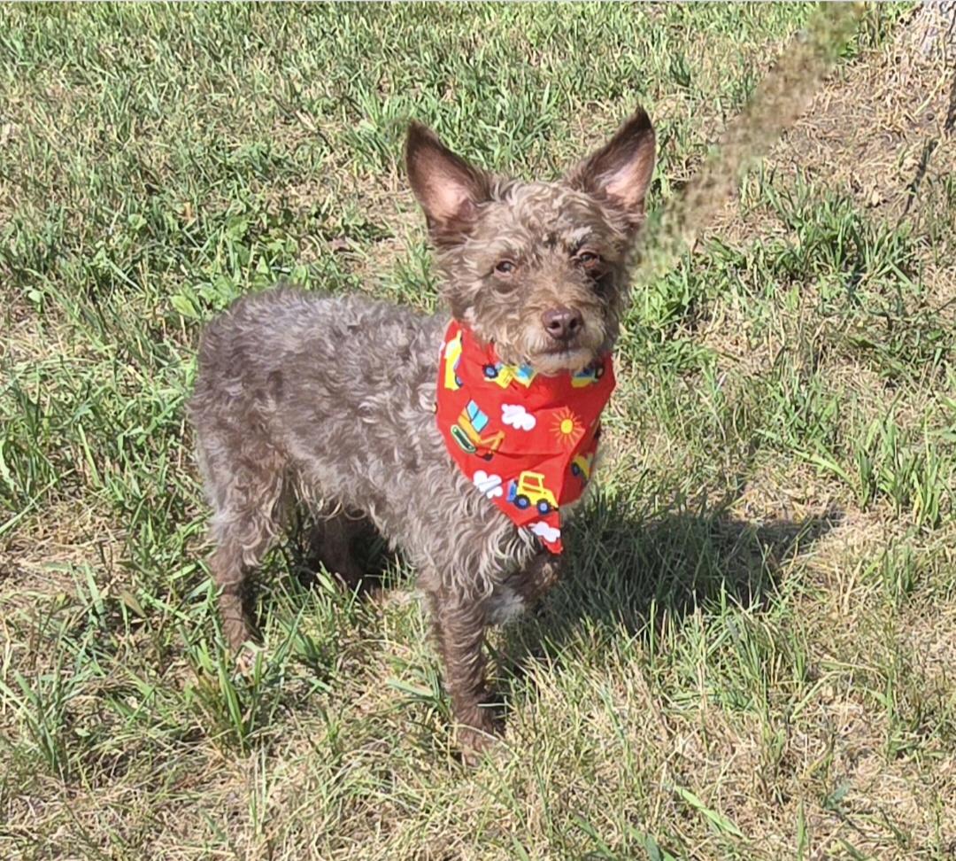 Teddy, ADOPTABLE, Adult Male Rat Terrier & Miniature Poodle.