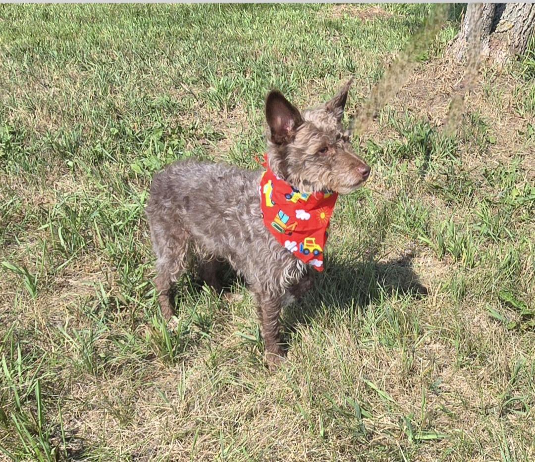 Enlarge Teddy, a ADOPTABLE mixed breed in Jamestown, ND image 5/6