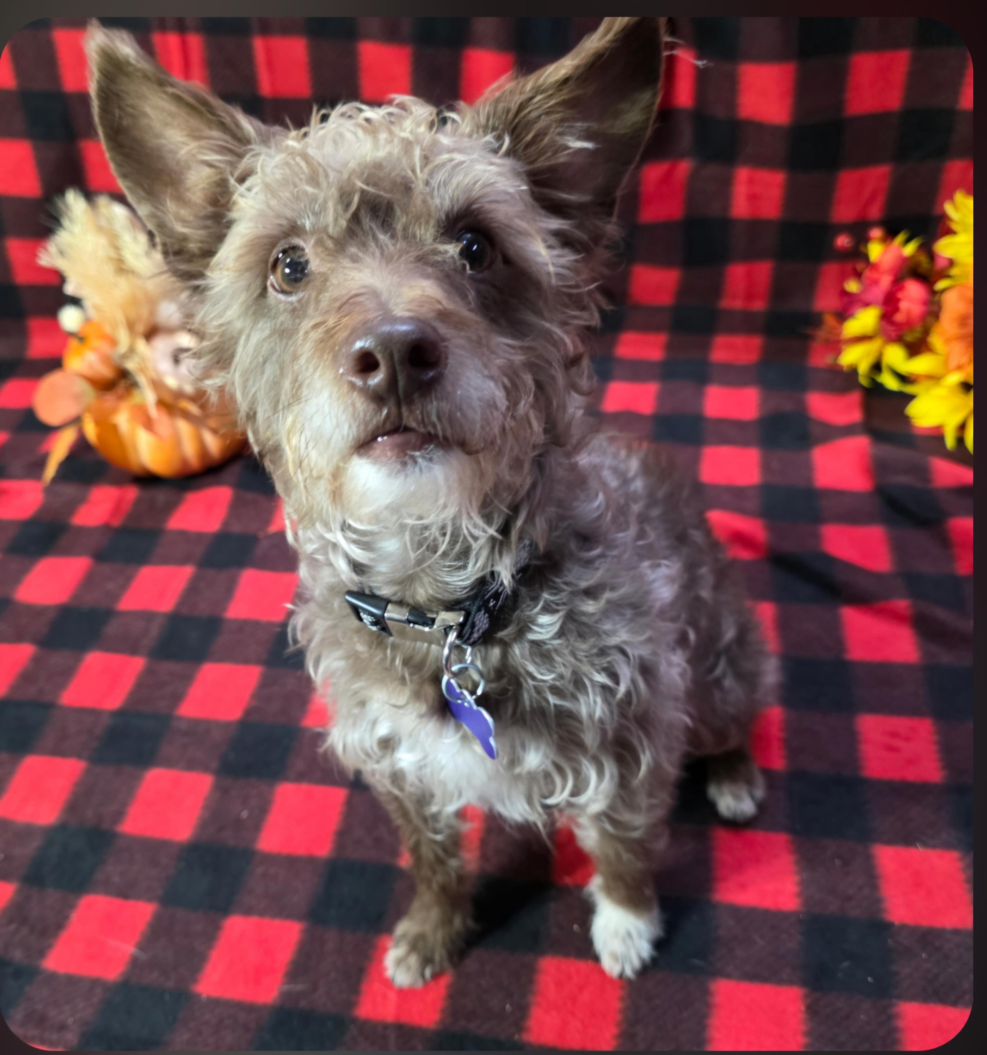 Enlarge Teddy, a Adoptable mixed breed in Jamestown, ND image 2/6