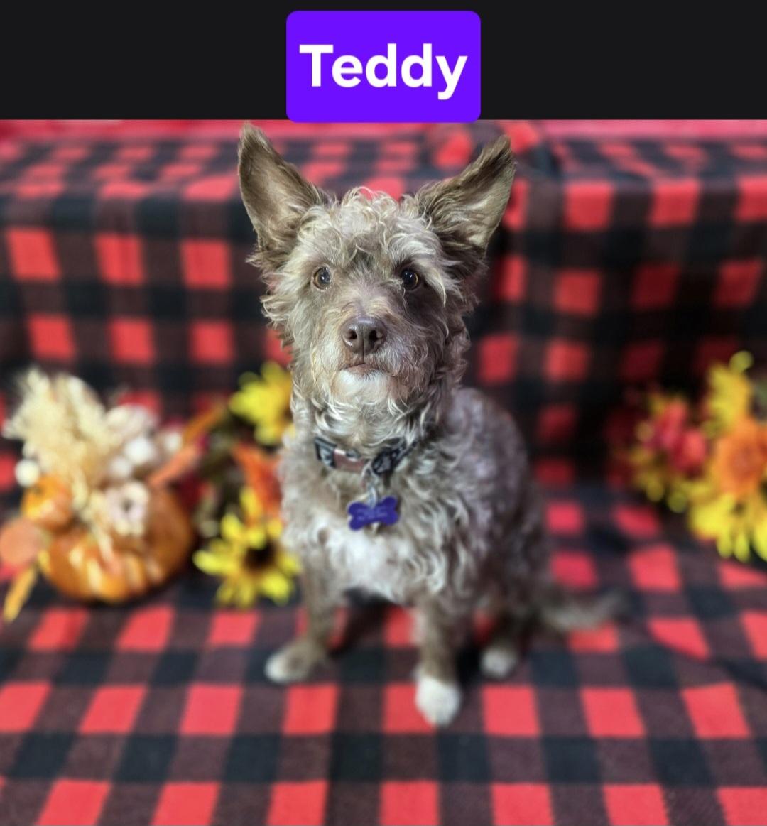 Teddy, Adoptable, Adult Male Rat Terrier & Miniature Poodle.