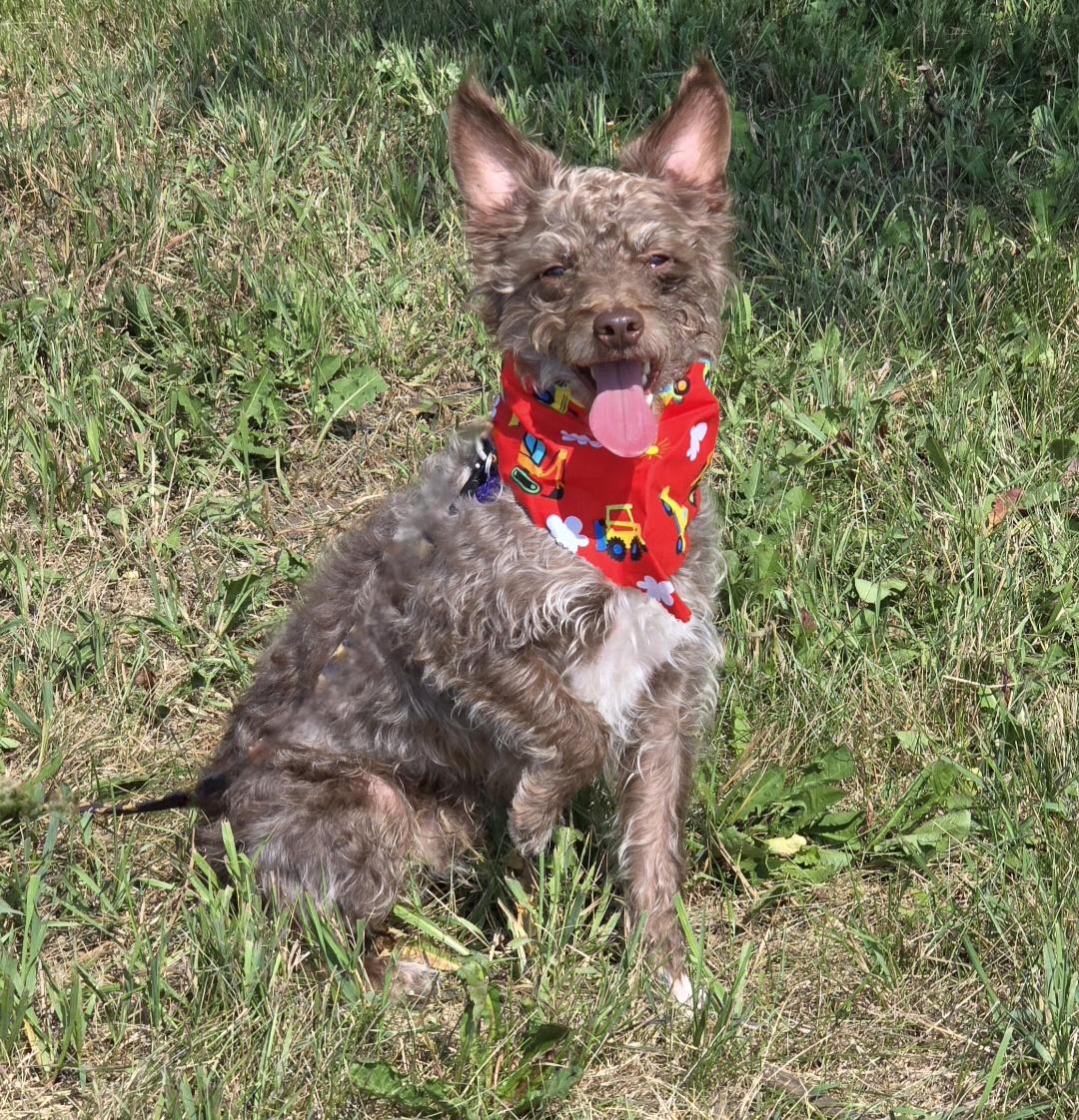 Enlarge Teddy, a ADOPTABLE mixed breed in Jamestown, ND image 3/6