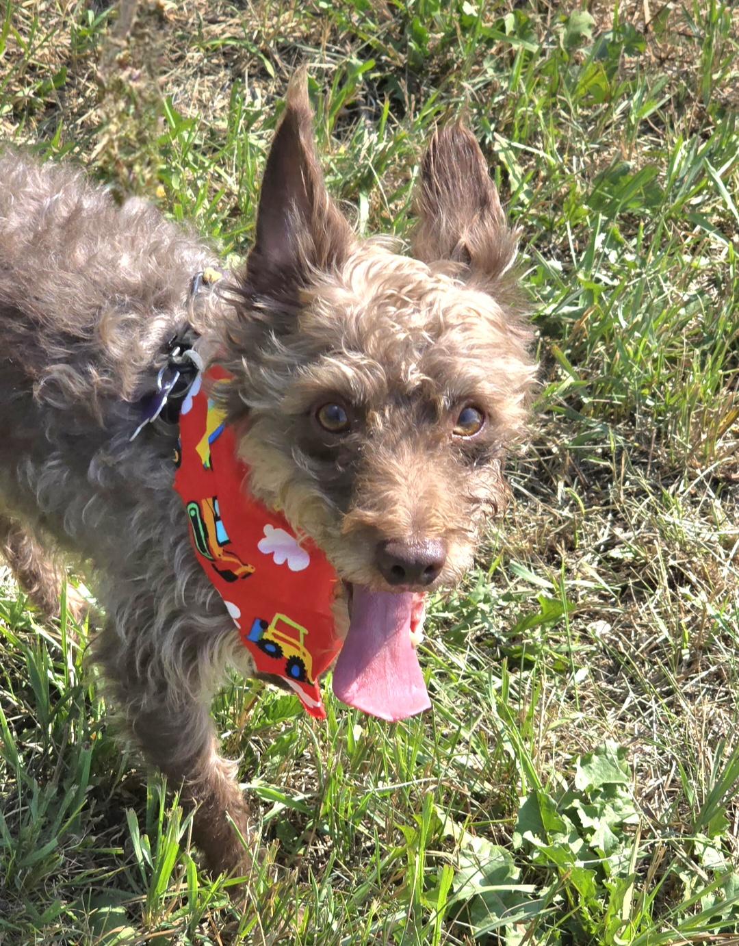 Enlarge Teddy, a ADOPTABLE mixed breed in Jamestown, ND image 4/6