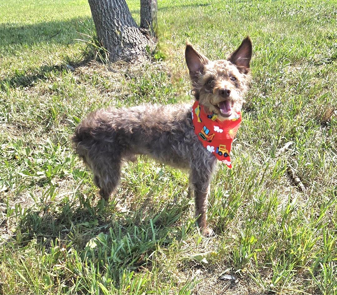 Enlarge Teddy, a ADOPTABLE mixed breed in Jamestown, ND image 2/6