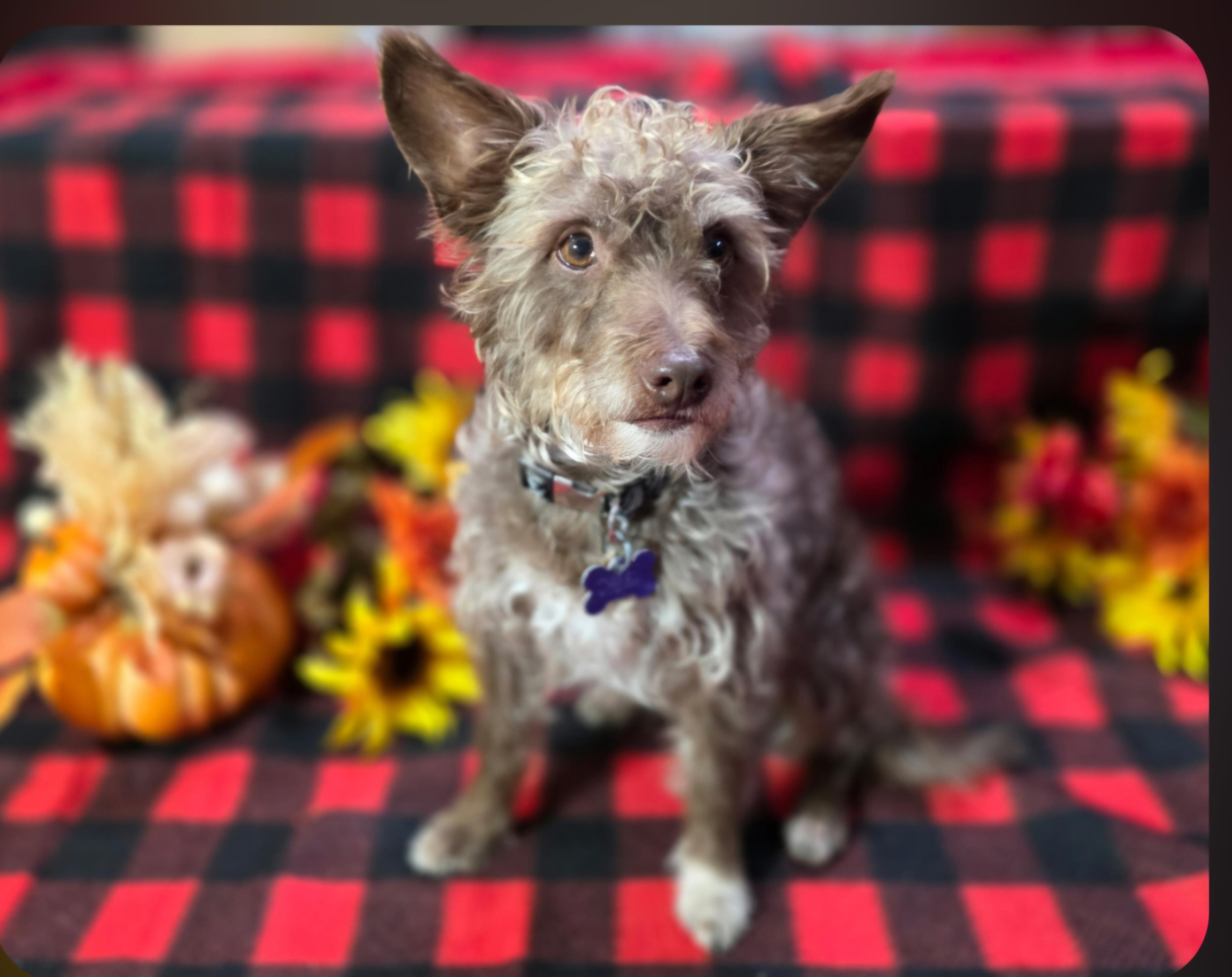 Enlarge Teddy, a Adoptable mixed breed in Jamestown, ND image 3/6