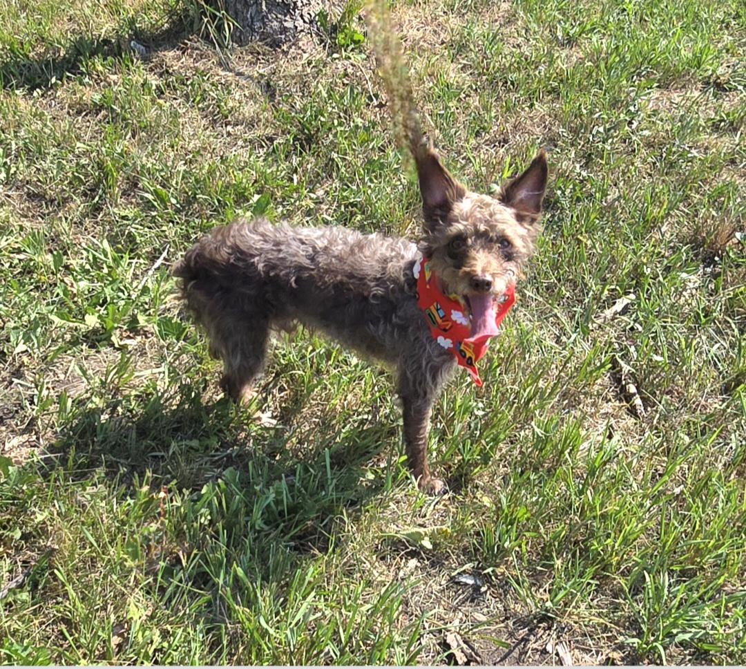 Enlarge Teddy, a ADOPTABLE mixed breed in Jamestown, ND image 6/6