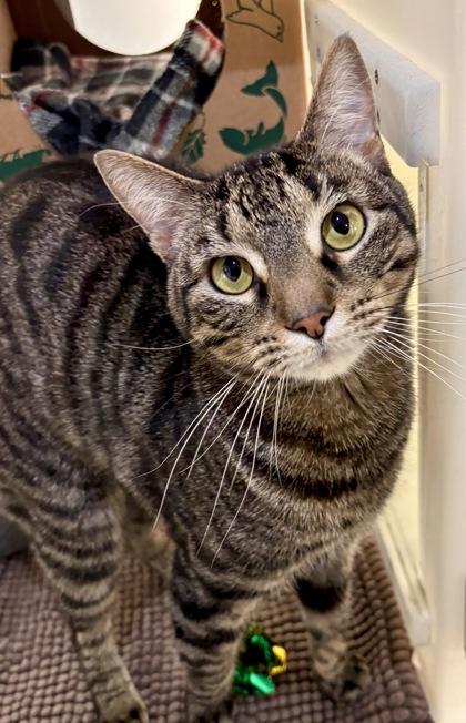 Marley 1500-25, Adoptable, Adult Male Domestic Short Hair & Domestic Short Hair.