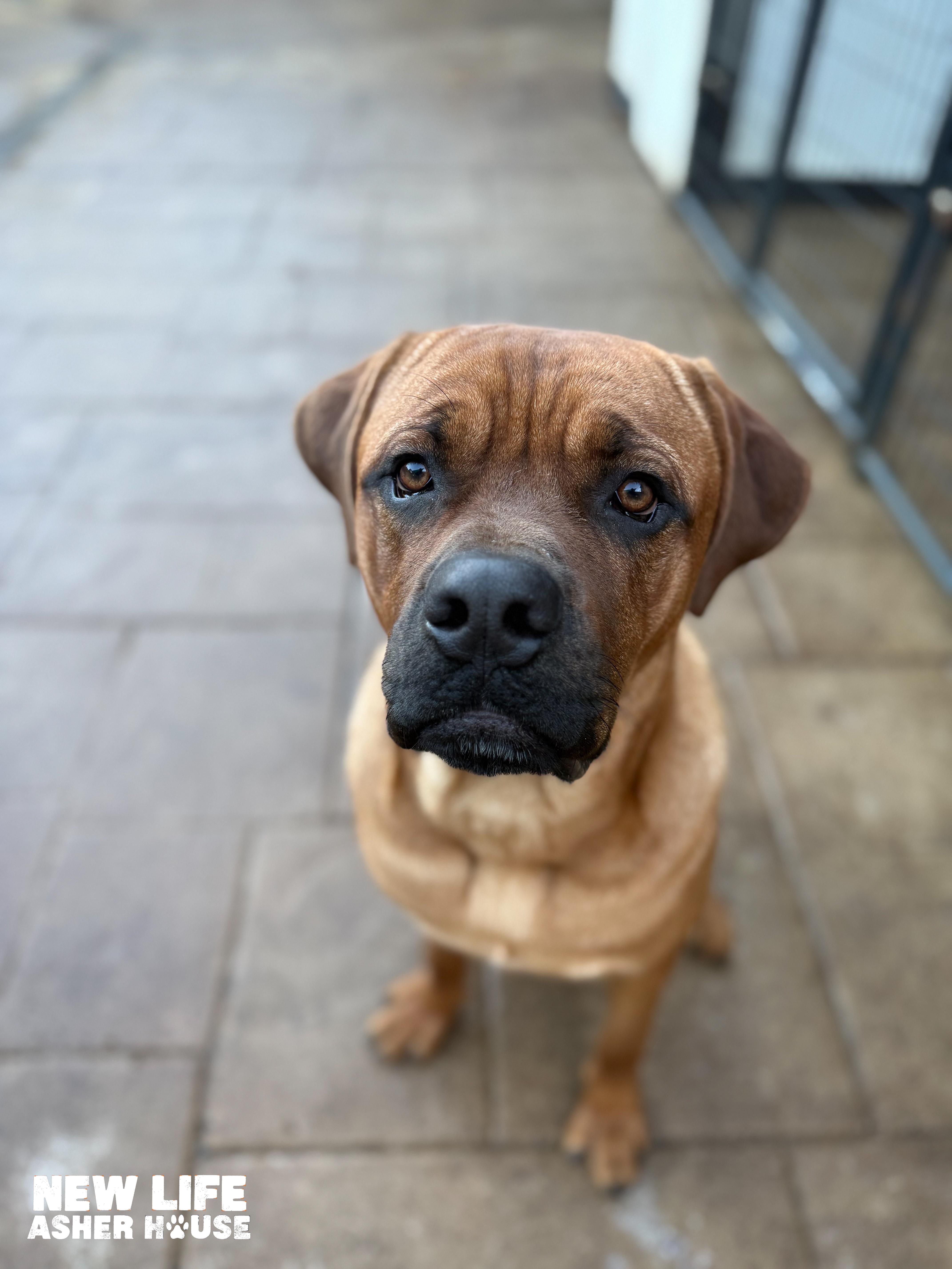 Queso, Adoptable, Young Male Cane Corso & Rhodesian Ridgeback.