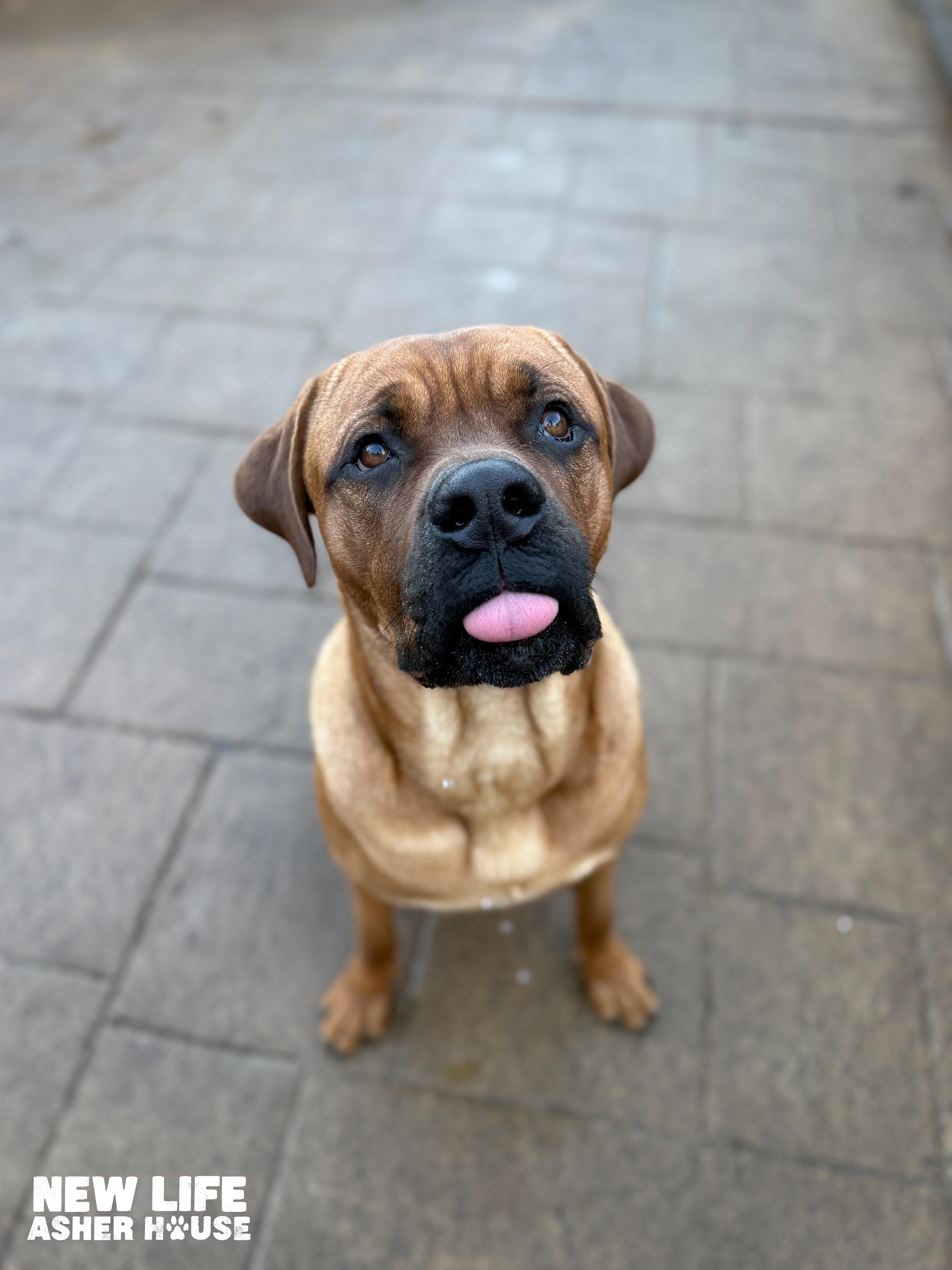 Queso, a Adoptable mixed breed in Portland, OR image 2/3
