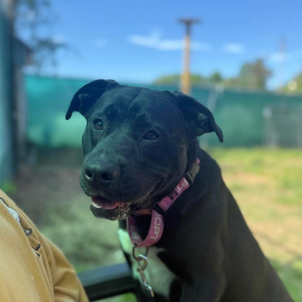 Andromeda, a Adoptable mixed breed in Caryville, TN image 1/6