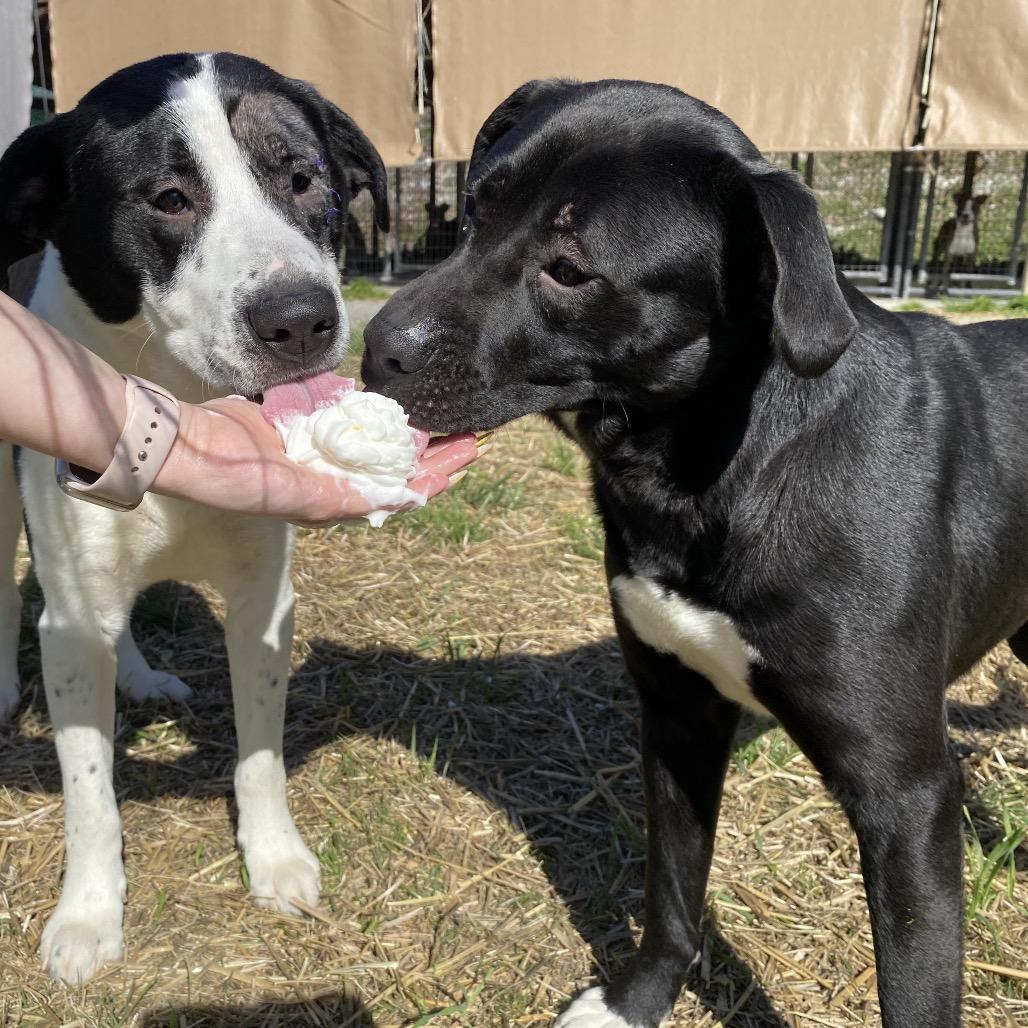 Andromeda, Adoptable, Adult Female Mixed Breed & Mixed Breed.