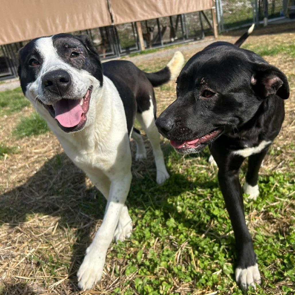 Enlarge Andromeda, a Adoptable mixed breed in Caryville, TN image 2/5