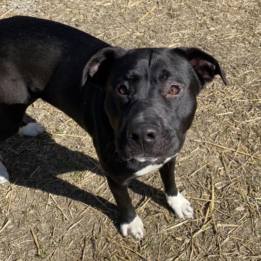 Enlarge Andromeda, a Adoptable mixed breed in Caryville, TN image 3/5
