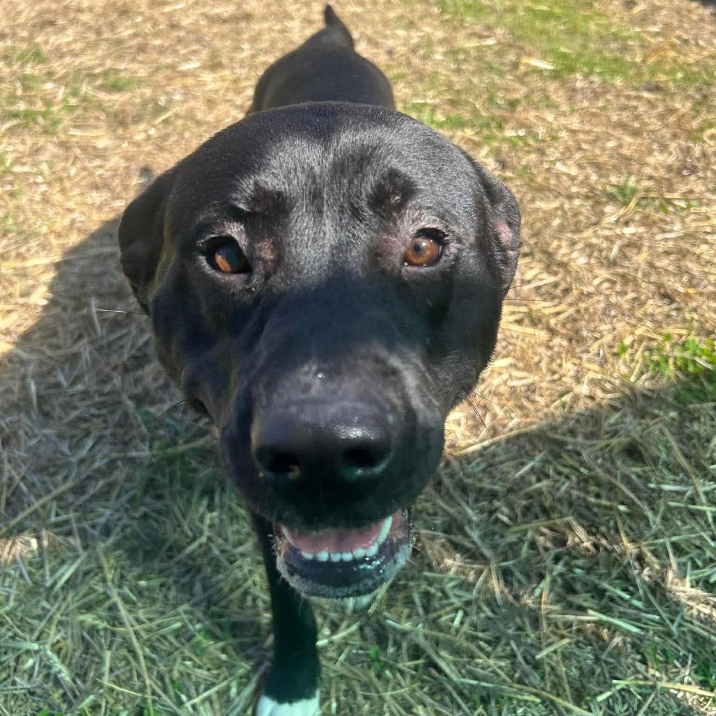 Enlarge Andromeda, a Adoptable mixed breed in Caryville, TN image 4/5