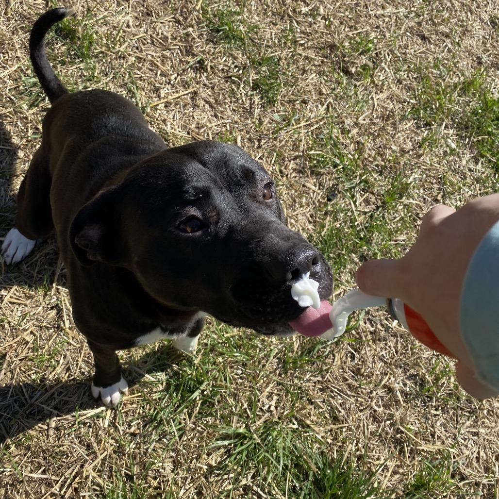 Enlarge Andromeda, a Adoptable mixed breed in Caryville, TN image 5/5